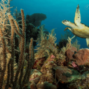 sea life