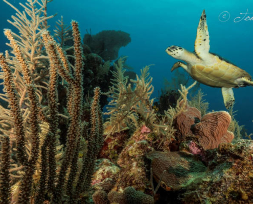 sea life
