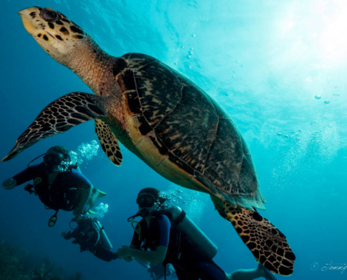 turtle